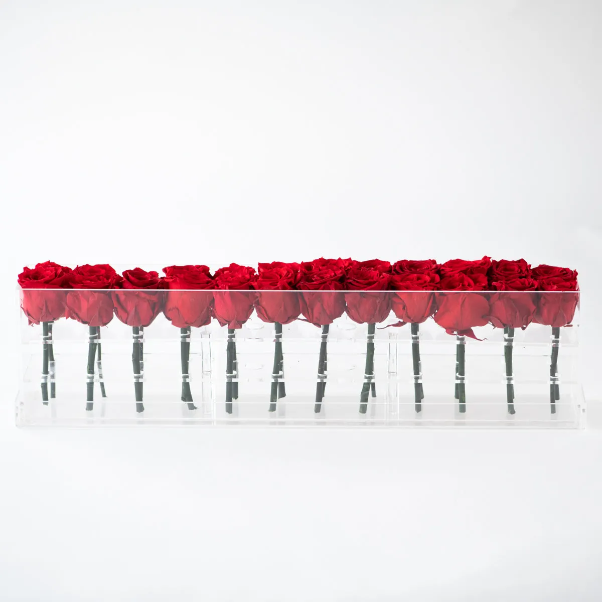 24 Double Rosebox Preserved