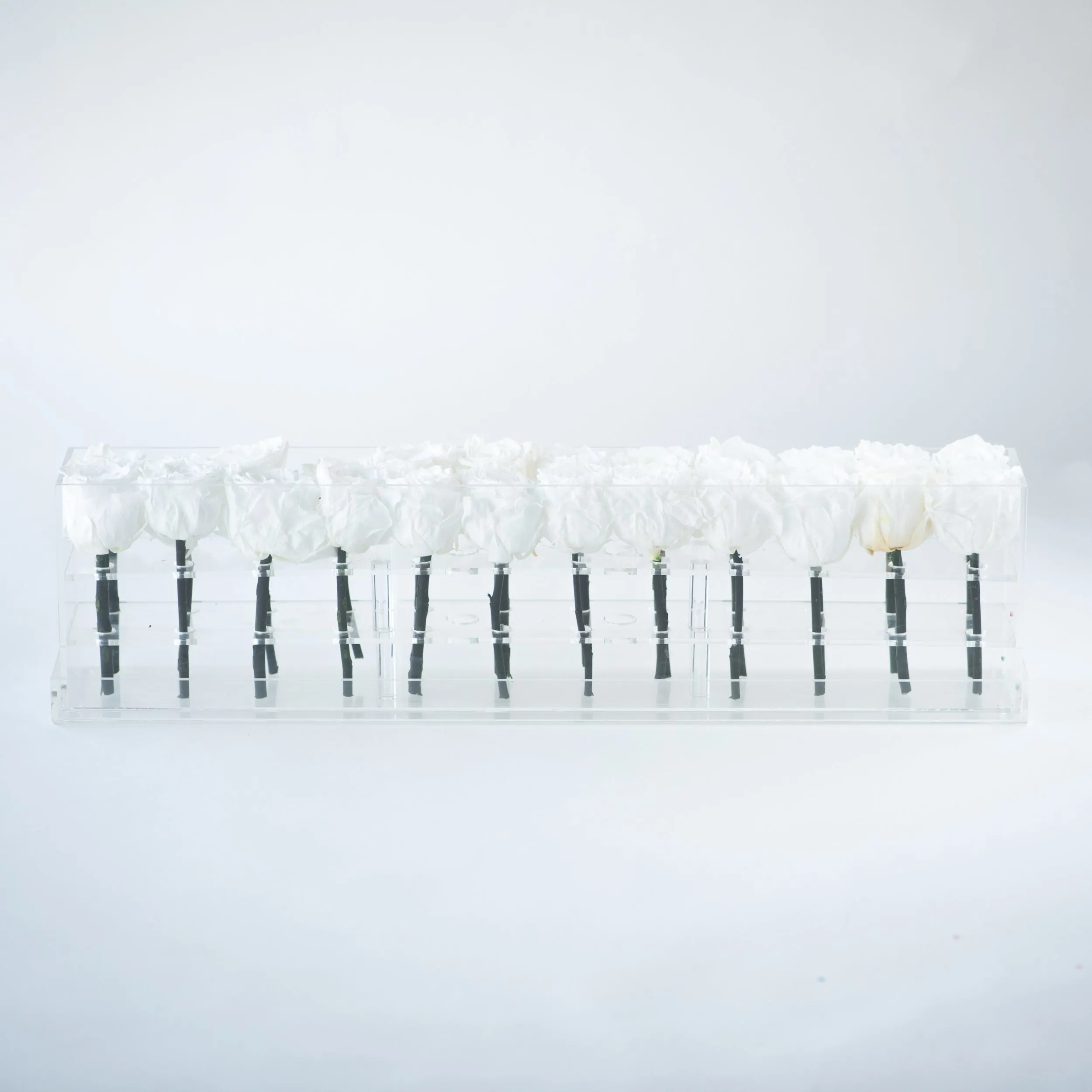 24 Double Rosebox Preserved