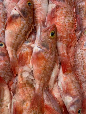 Australian Fresh Perch (whole)