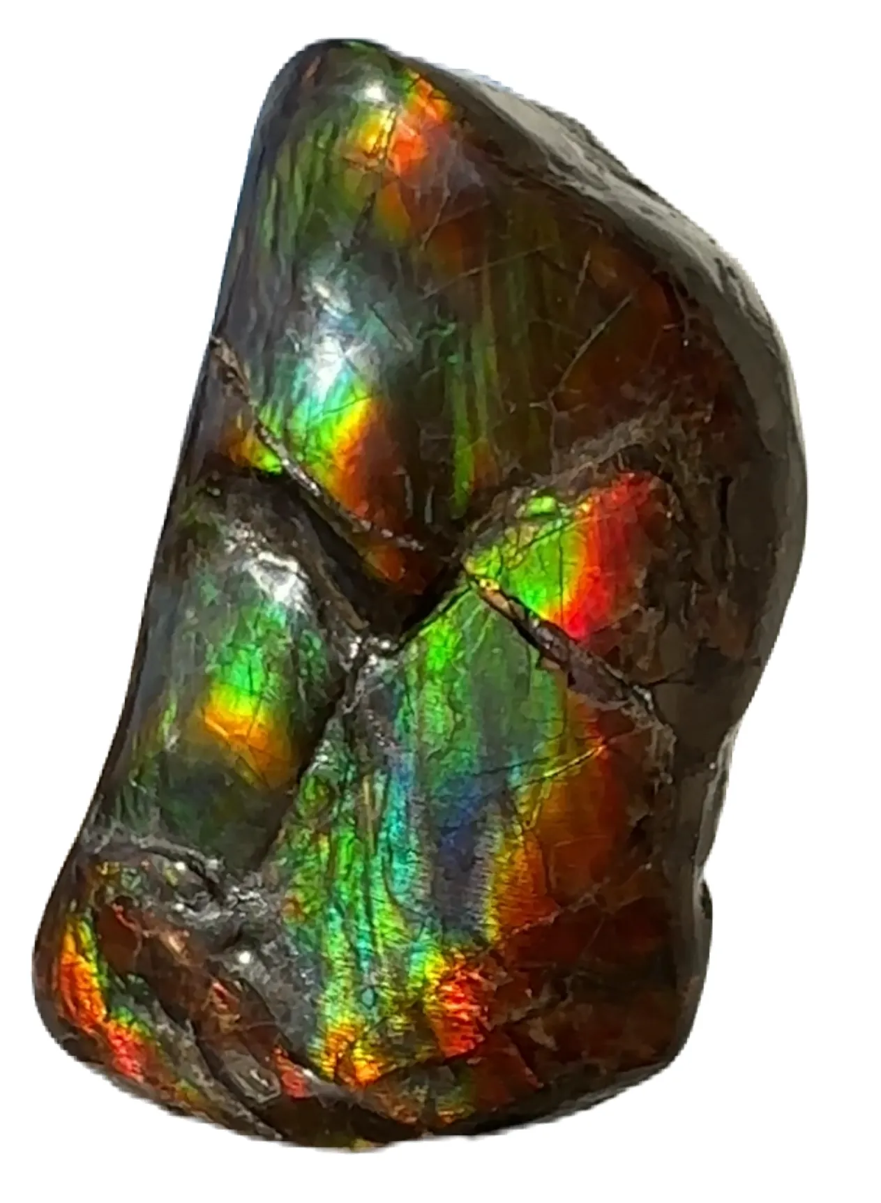 Baculite  Ammolite  Ammonite Partial Fossil  Hand Specimen Home Décor, CS-237***アンモライト 斑彩石 コレクターストーン Free shipping!