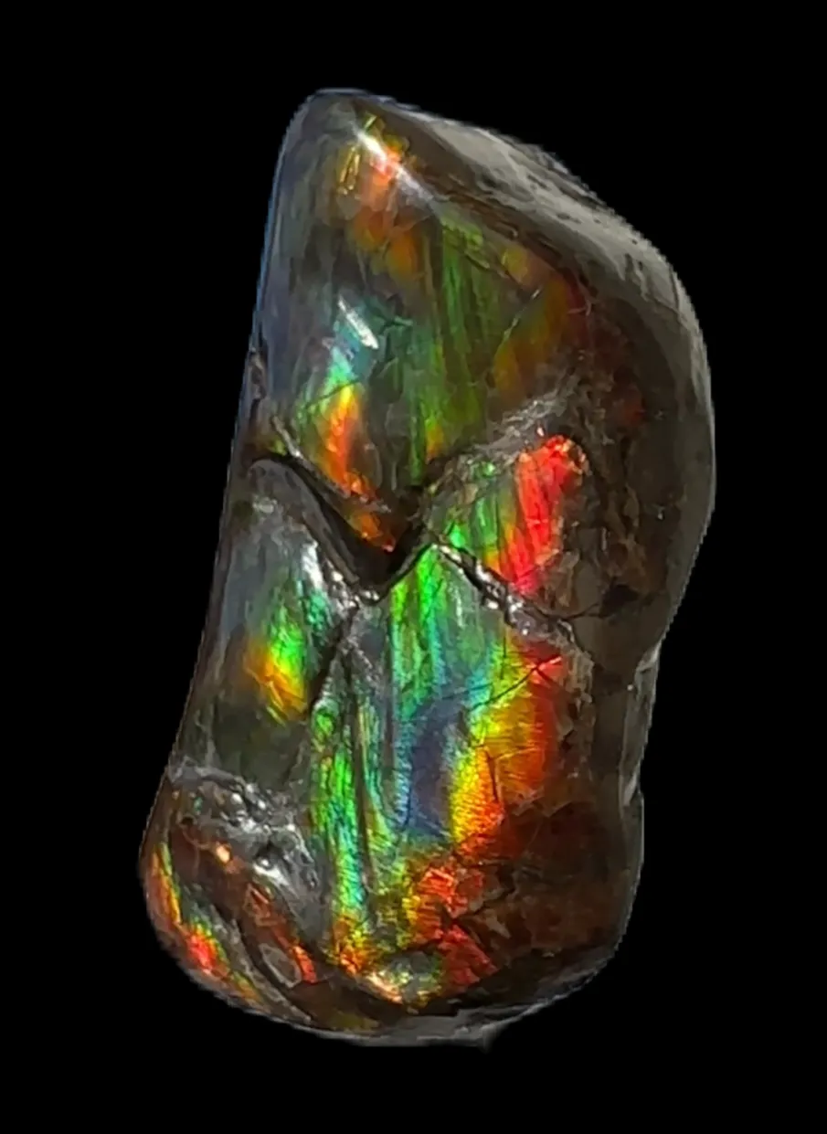 Baculite  Ammolite  Ammonite Partial Fossil  Hand Specimen Home Décor, CS-237***アンモライト 斑彩石 コレクターストーン Free shipping!