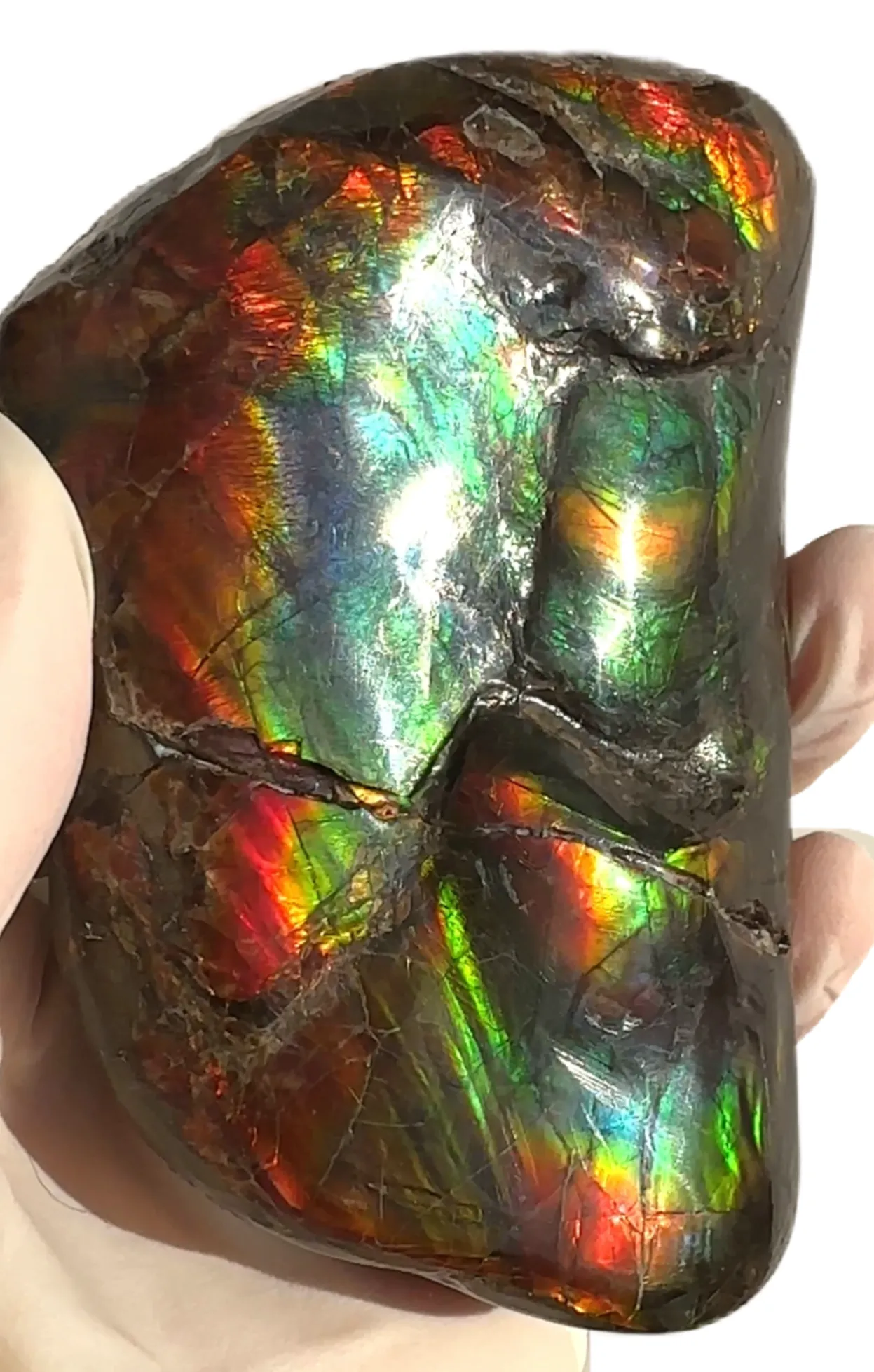 Baculite  Ammolite  Ammonite Partial Fossil  Hand Specimen Home Décor, CS-237***アンモライト 斑彩石 コレクターストーン Free shipping!