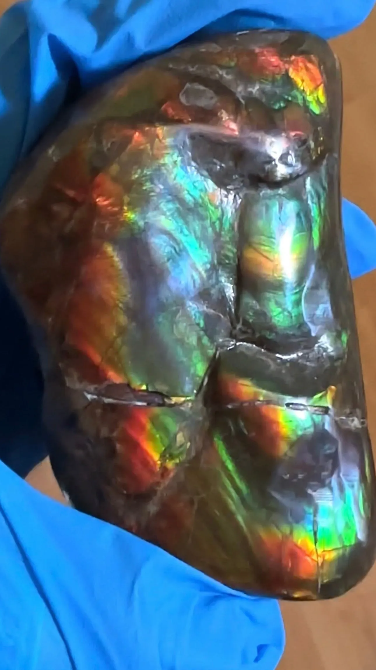 Baculite  Ammolite  Ammonite Partial Fossil  Hand Specimen Home Décor, CS-237***アンモライト 斑彩石 コレクターストーン Free shipping!