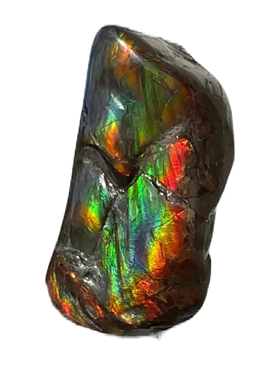 Baculite  Ammolite  Ammonite Partial Fossil  Hand Specimen Home Décor, CS-237***アンモライト 斑彩石 コレクターストーン Free shipping!