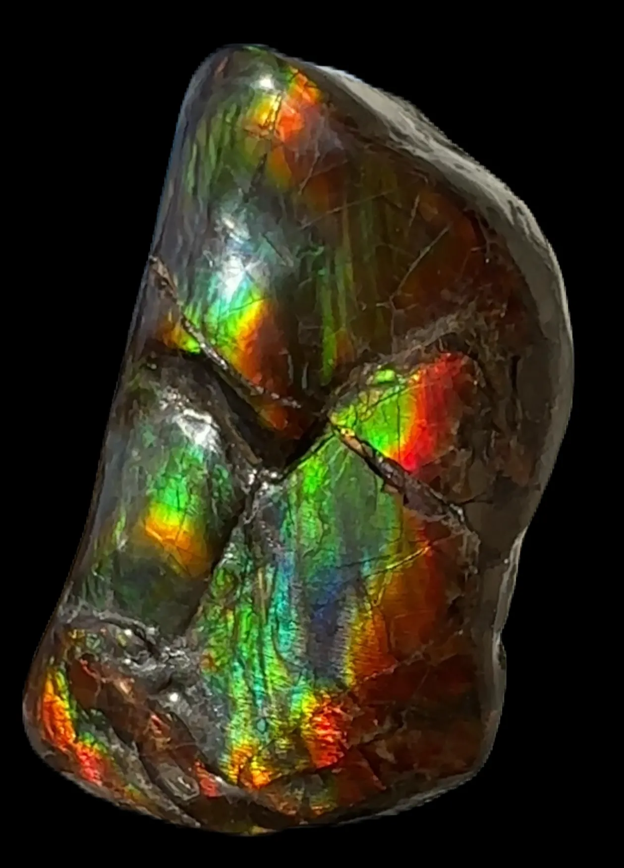 Baculite  Ammolite  Ammonite Partial Fossil  Hand Specimen Home Décor, CS-237***アンモライト 斑彩石 コレクターストーン Free shipping!