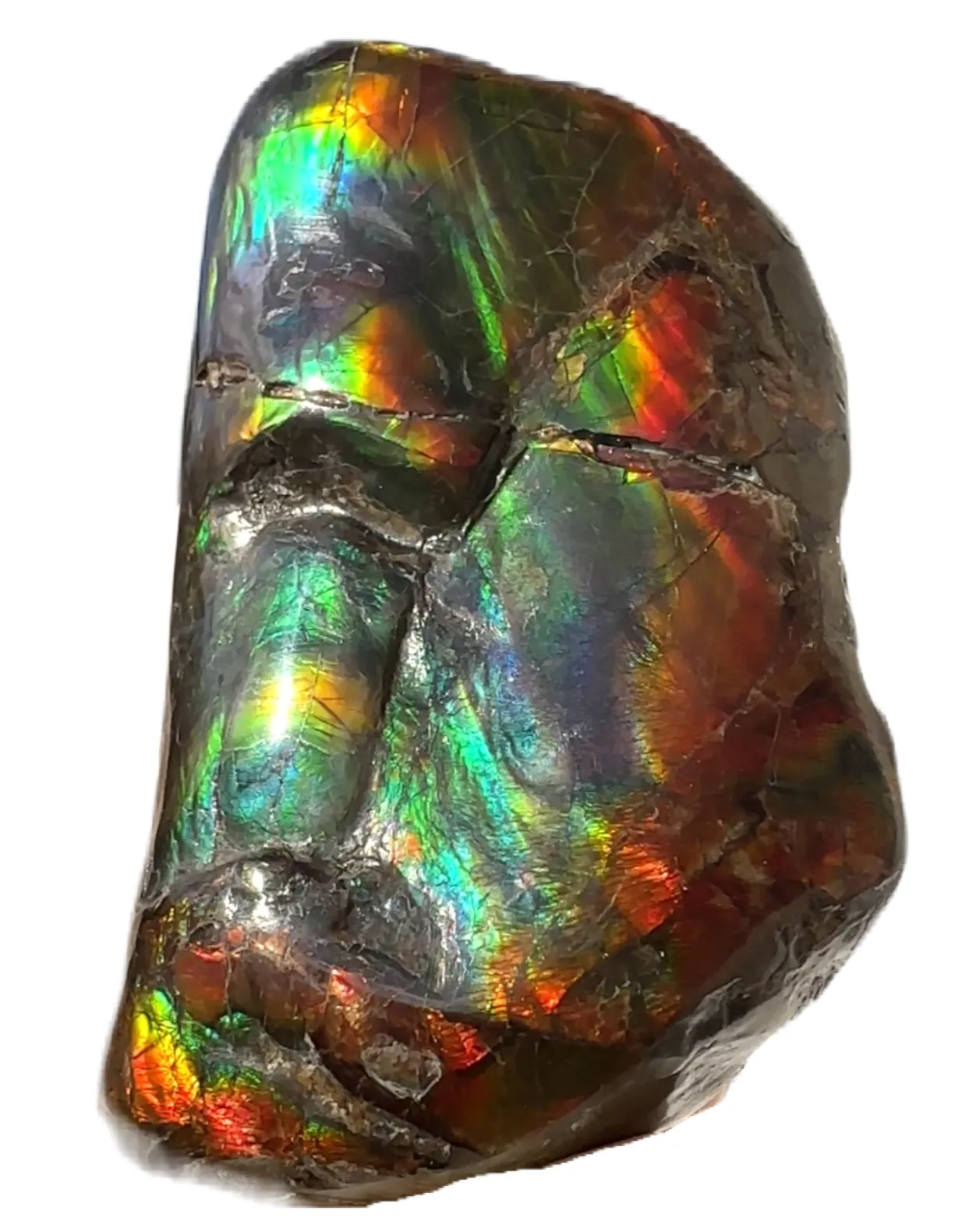 Baculite  Ammolite  Ammonite Partial Fossil  Hand Specimen Home Décor, CS-237***アンモライト 斑彩石 コレクターストーン Free shipping!