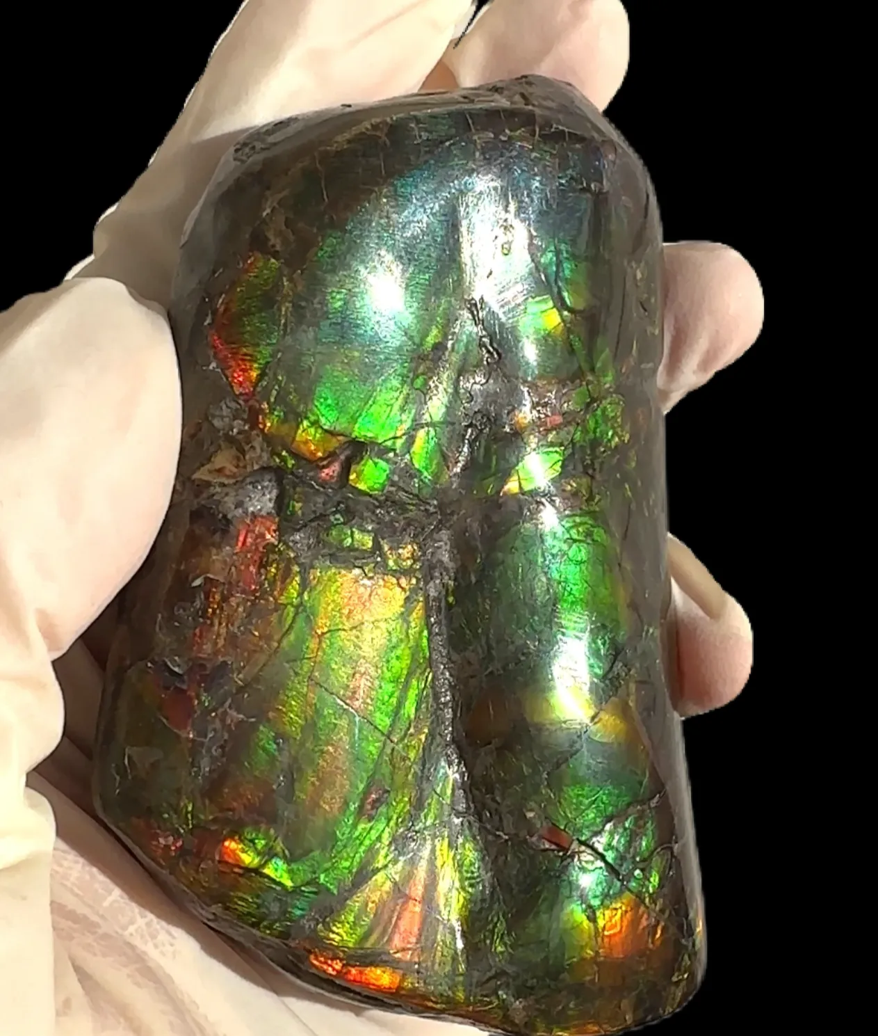 Baculite  Ammolite  Ammonite Partial Fossil  Hand Specimen Home Décor, CS-237***アンモライト 斑彩石 コレクターストーン Free shipping!
