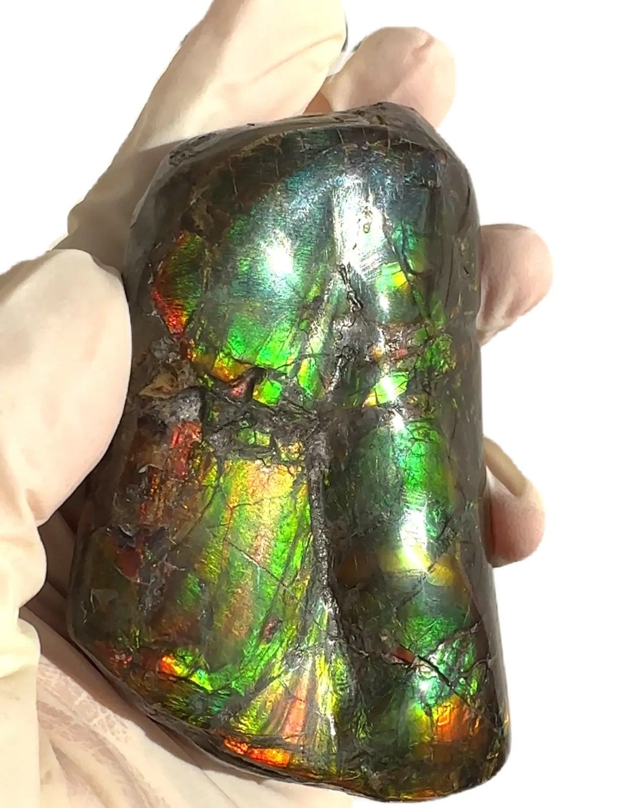 Baculite  Ammolite  Ammonite Partial Fossil  Hand Specimen Home Décor, CS-237***アンモライト 斑彩石 コレクターストーン Free shipping!