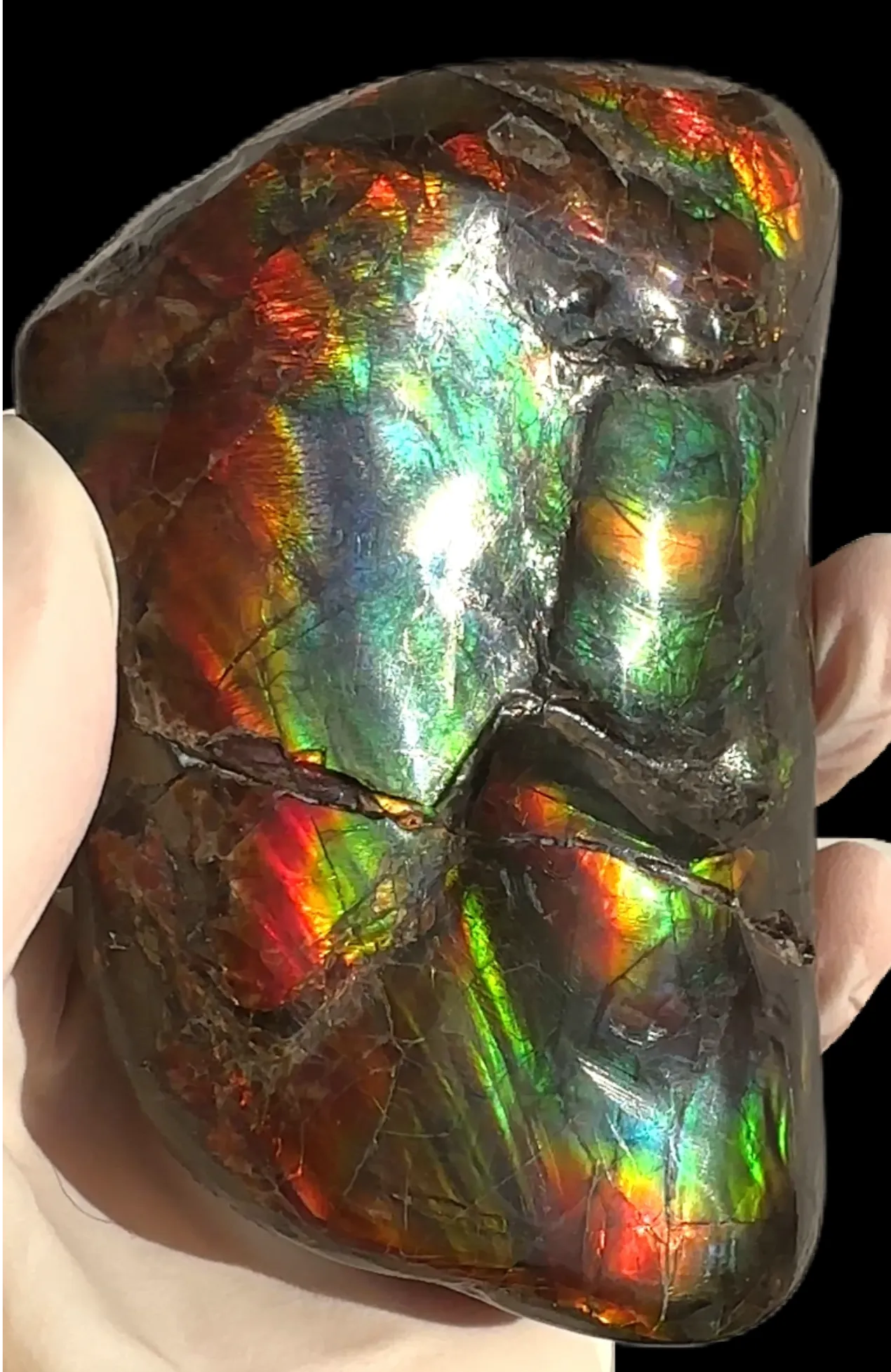 Baculite  Ammolite  Ammonite Partial Fossil  Hand Specimen Home Décor, CS-237***アンモライト 斑彩石 コレクターストーン Free shipping!