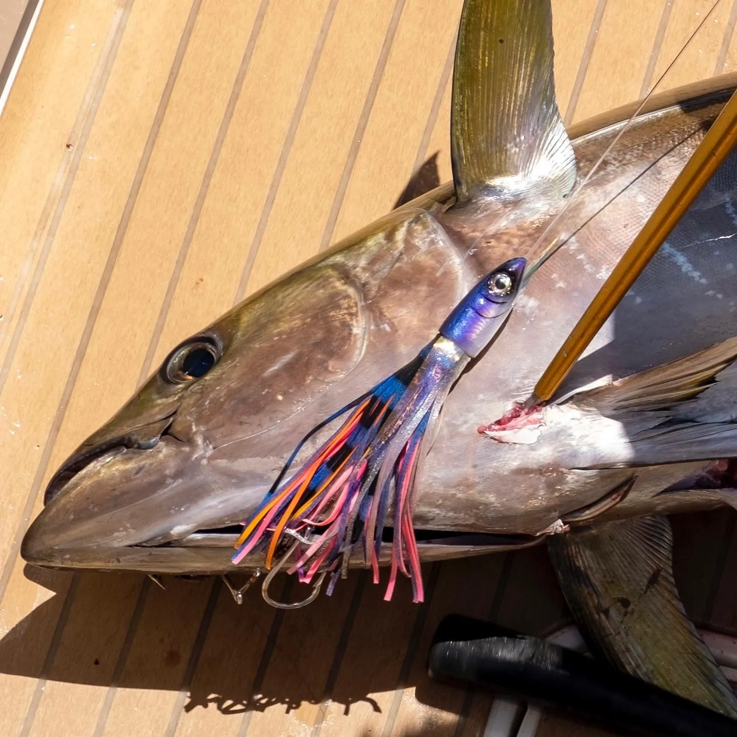 Kona Dragon Jetted: Purple Malolo